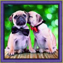 Пара милых мопсов с галстуками