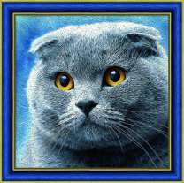 Милый вислоухий британец