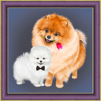 Мама шпиц и ее щенок