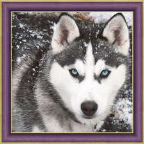 Голубоглазый пёс припорошённый снегом