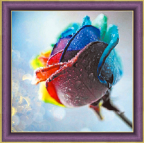 Разноцветная роза в росе