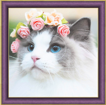 Голубоглазая кошка с цветочным веночком