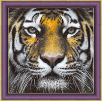 Красивый портрет тигра