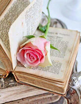 Розочка в классической книге