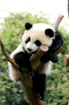 Маленький панда на тоненьком дереве