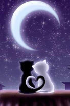 Черный и белый котята под ночным небом