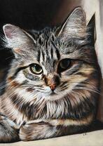 Маленькая пушистая кошечка