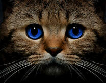 Мордочка котёнка с синими глазами