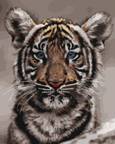 Голубоглазый тигренок