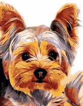 Милый йоркширский терьер