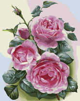 Крупные розовые розы