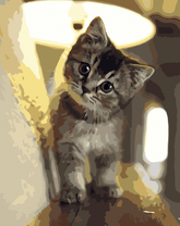 Любопытный котёнок у лампы