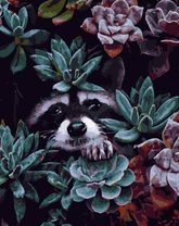 Енот среди зелени