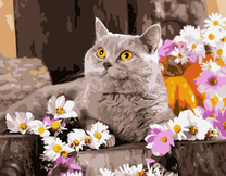 Желтоглазый котик среди цветов