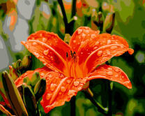 Оранжевая лилия в росе