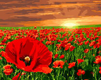 Закат над маковым полем