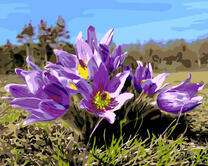 Фиолетовые крокусы