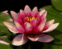 Цветок лотоса в воде