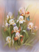 Нежные цветы-ирисы