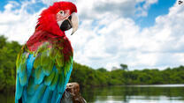 Попугай из Амазонки