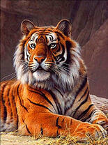 Большой пушистый тигр в сухой траве