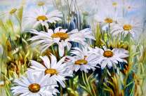 Крупные цветущие на лугу ромашки