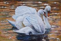 Пара молодых лебедей на озере