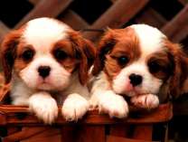 Милые пушистые щеночки