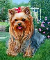 Йоркширский терьер в саду на фоне роз