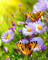 Красивые бабочки на нежных цветочках