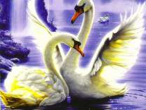 Два белых лебедя в лучах луны