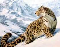 Большой снежный барс в горах