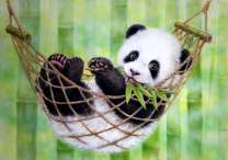 Маленький панда в гамаке