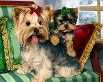 Йоркширкские терьеры на диванчике