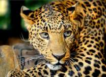 Затаившийся леопард