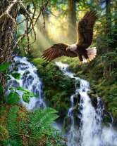 Ручьи в лесу и орланы над водопадом