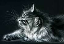 Пушистая кошечка в тёмной комнате