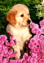 Щеночек в ярких цветах