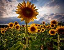 Поле ярких цветущих подсолнухов