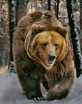 Большой бурый медведь на снегу