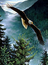 Орёл над туманным лесом в горах