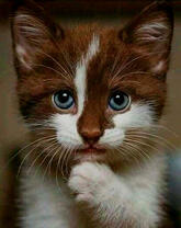 Серо-белый котёнок