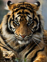 Большой и пушистый тигр