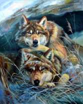 Пара волков в сухой траве