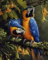 Два желтогрудых ара на ветке дерева