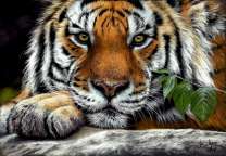 Большой тигр на камушке