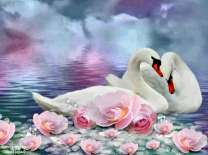 Розы и лебеди на озере