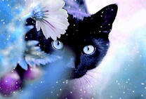 Чёрный кот и подснежник