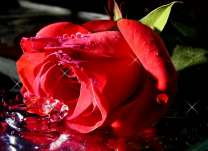 Красная розочка в озере