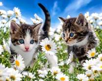 Милые котята на полянке цветущих ромашек